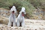 BEDLINGTON TERRIER 026